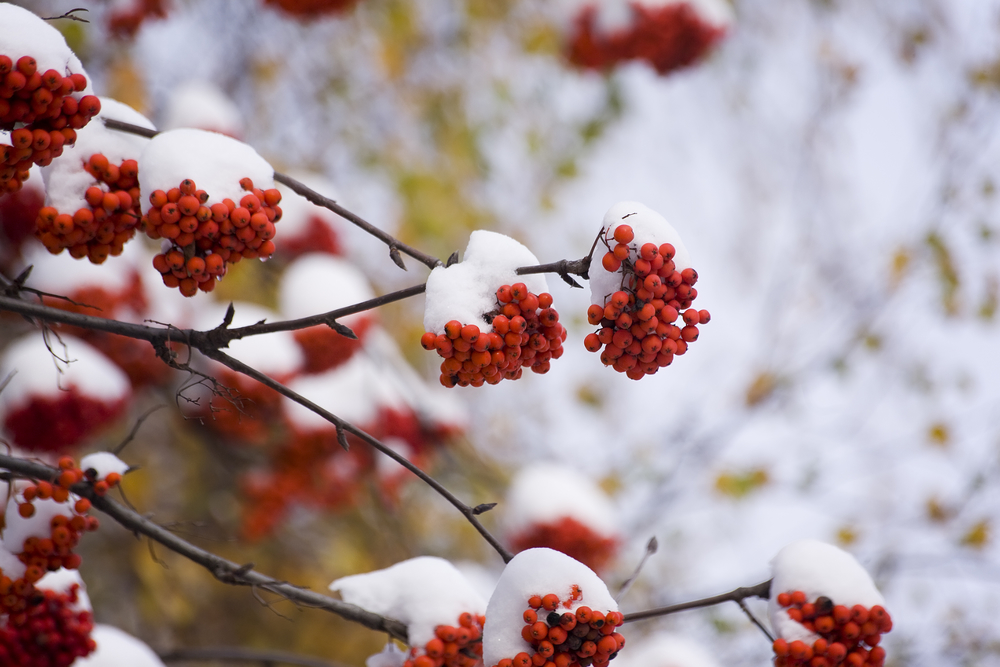 How To Create The Perfect Christmas Themed Garden - Groby Landscapes